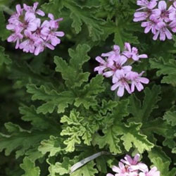 Αρμπαρόριζα