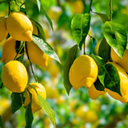 Λεμόνι