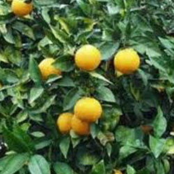 Περγαμόντο