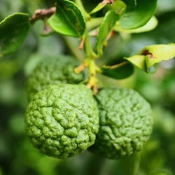 Αγριο Περγαμόντο